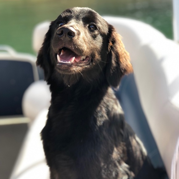 Meet your Posher, Kris - Picture 3 of 4